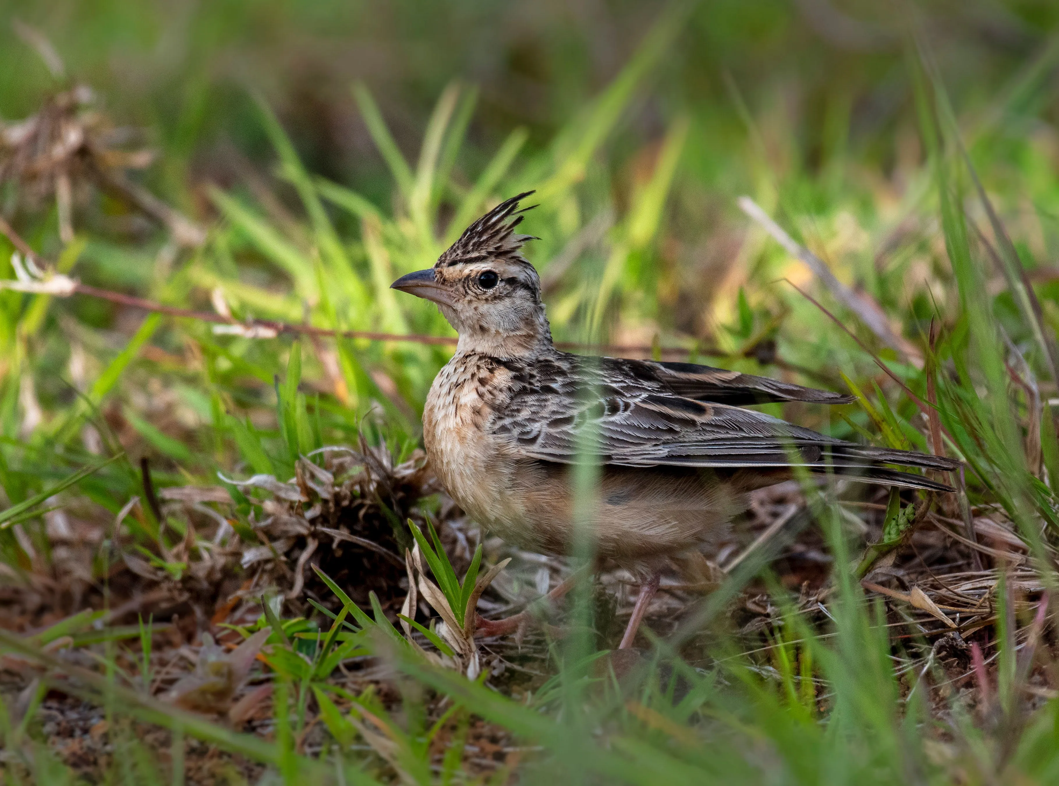 Crested Lark